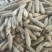 出售五彩糯玉米，量大优惠