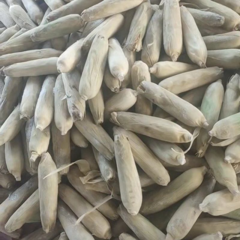 出售五彩糯玉米，量大优惠
