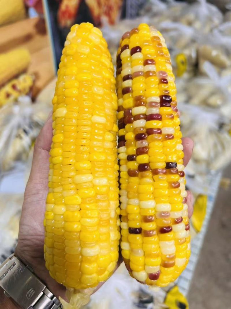 出售五彩糯玉米，量大优惠