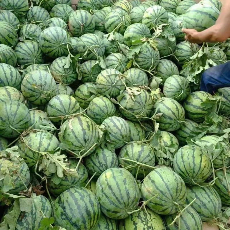 广西大棚西瓜产地一手货源，量大优惠，对接全国市场
