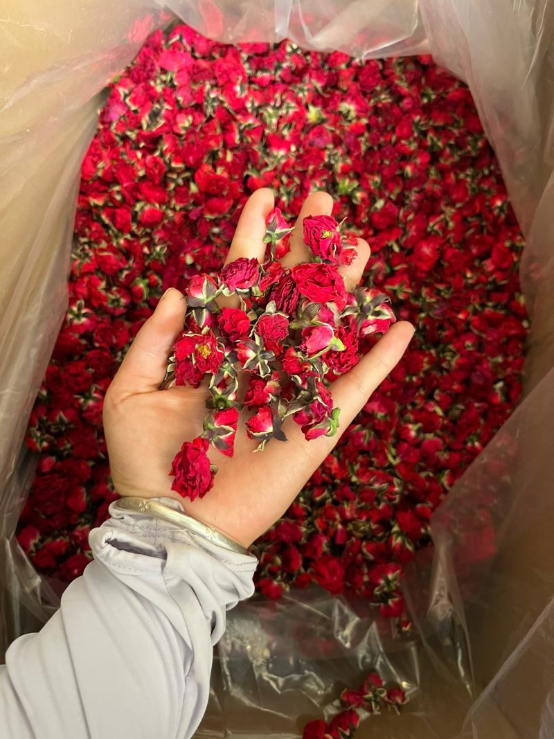 冻干金边花冠