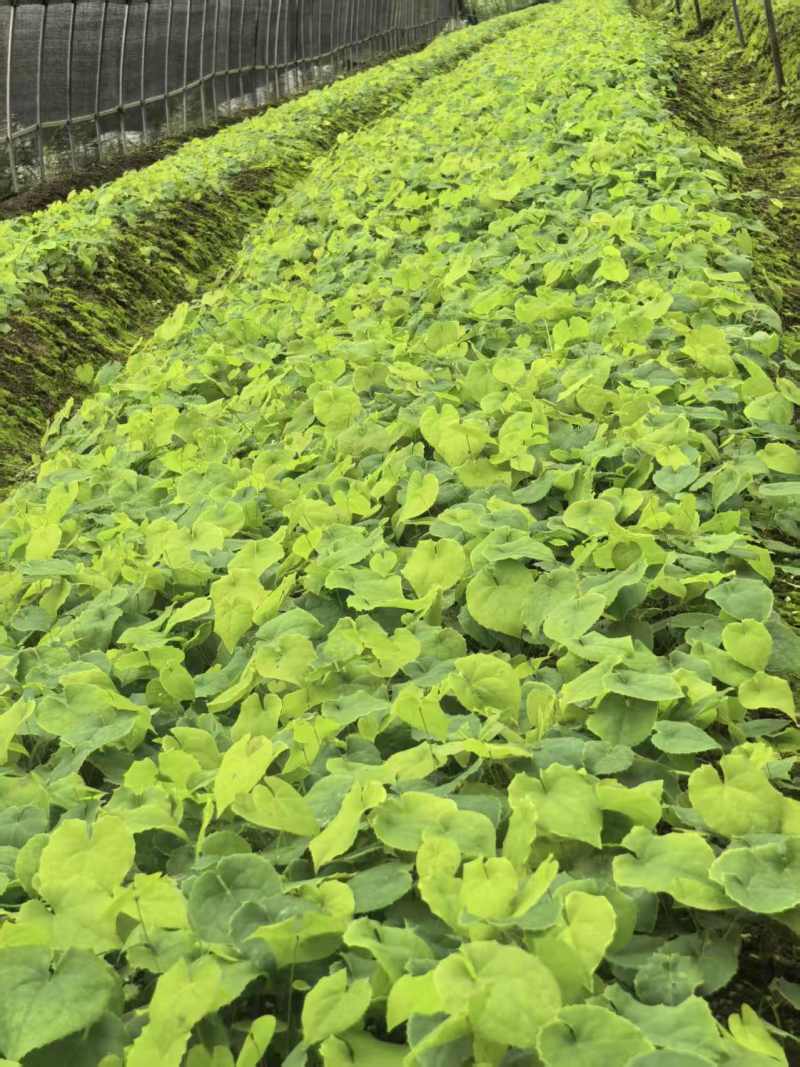 高含量优质箭叶2号淫羊藿苗湖北十堰郧阳区发货