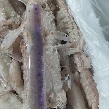 皮皮虾