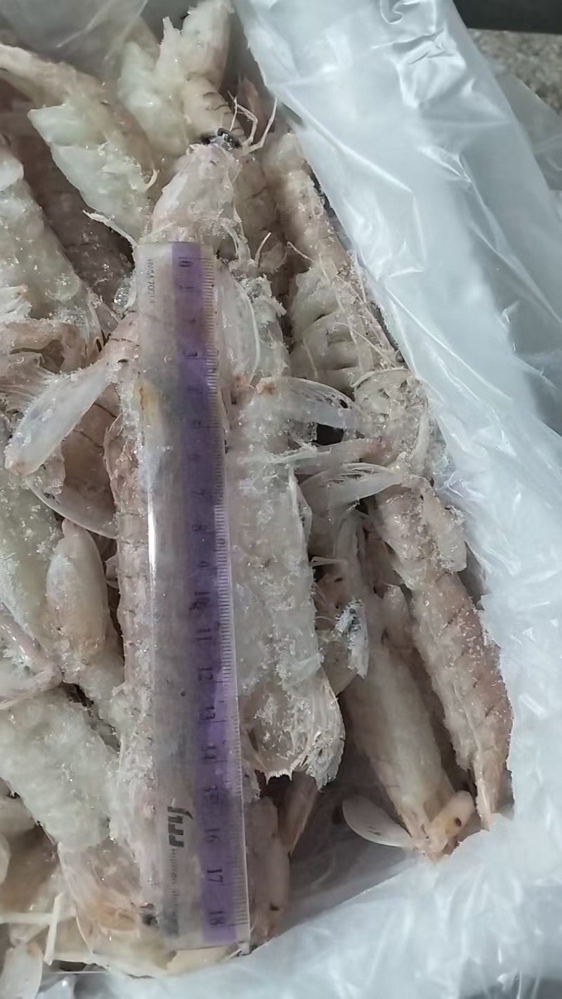 皮皮虾