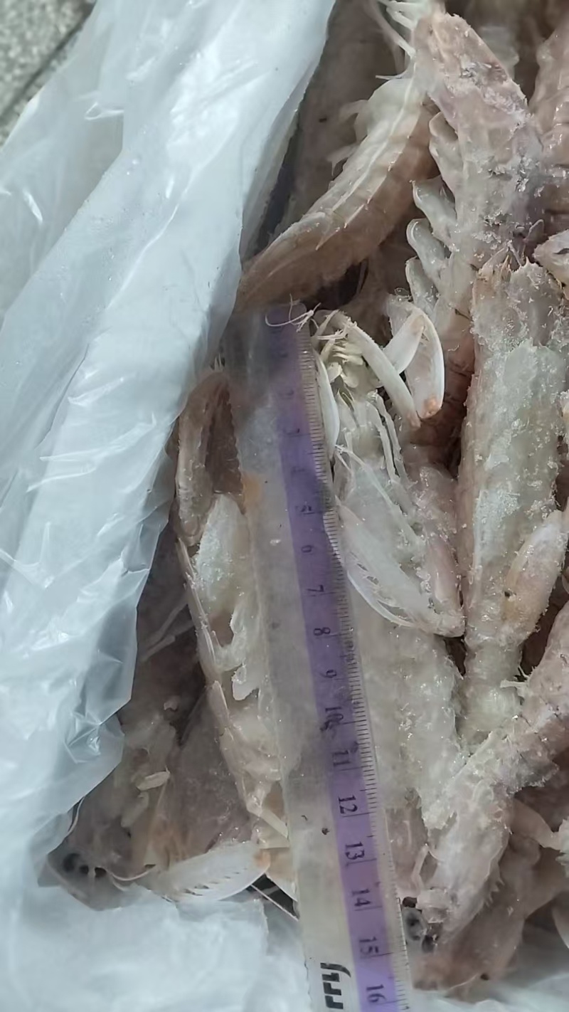 皮皮虾