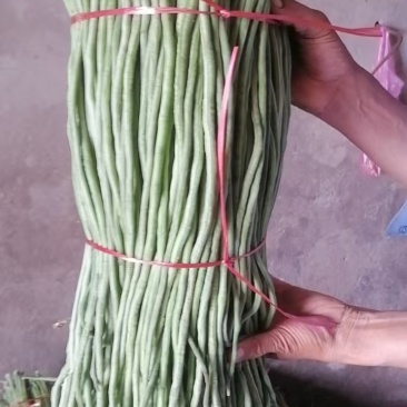 精品青条豆角