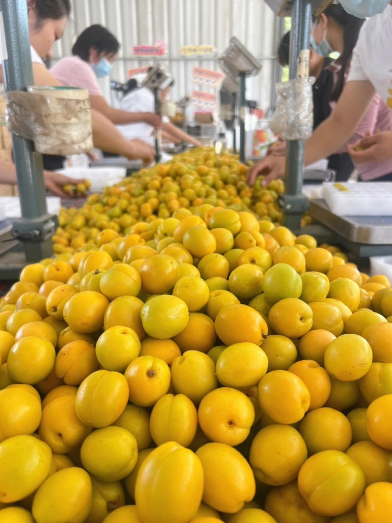珍珠油杏基地对接大中小批发市场欢迎咨询量大品质好价格低