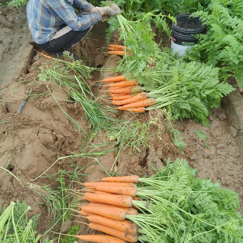 大量供应沙地胡萝卜先挖现发保证质量一手货源
