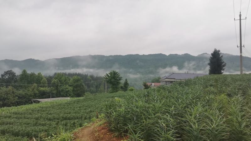 龙山卷单百合