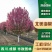 北美海棠树苗四川园林绿化工程庭院地栽高杆低分枝熟货绚丽海