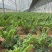 羽衣甘蓝百亩基地直供量大从优国产进口齐全支持代发