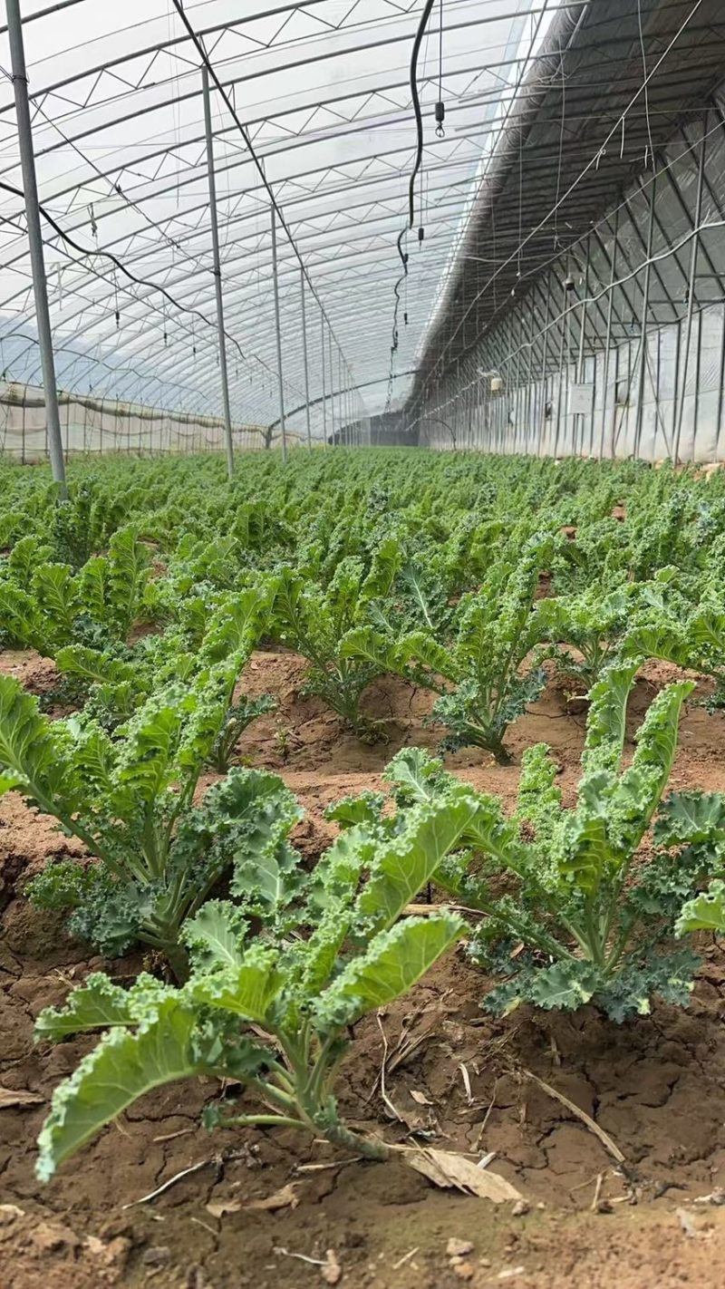 羽衣甘蓝百亩基地直供量大从优国产进口齐全支持代发