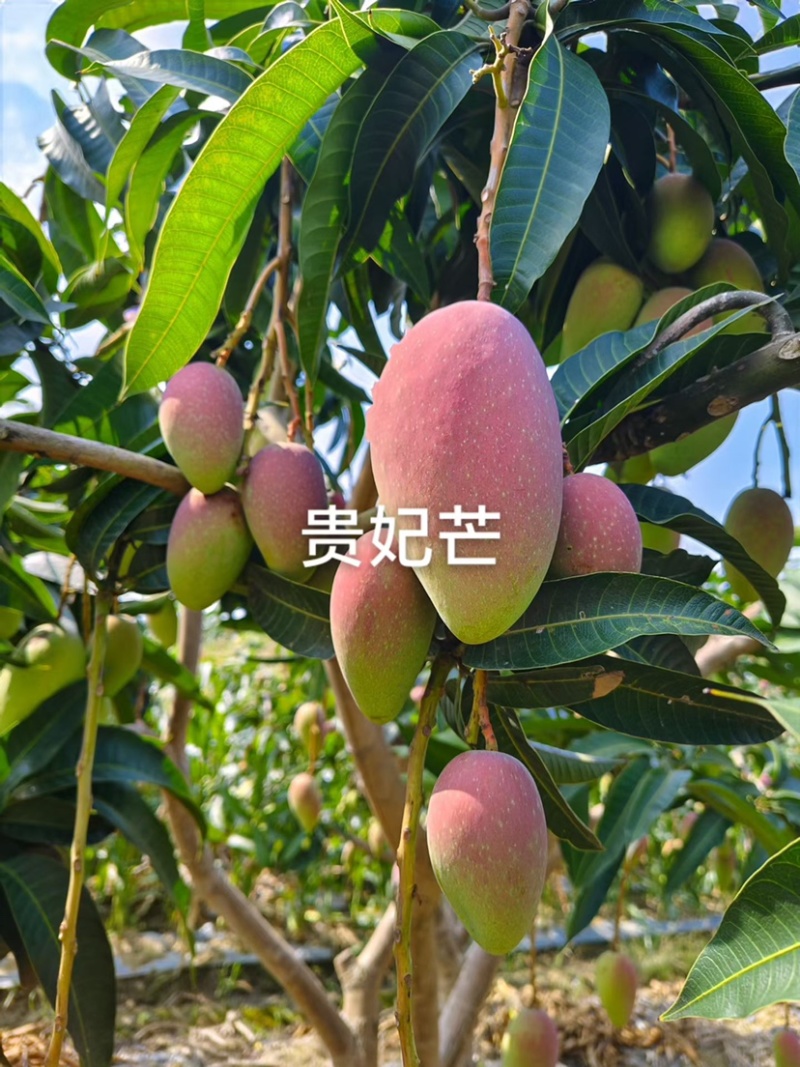 贵妃芒，金煌芒，台农