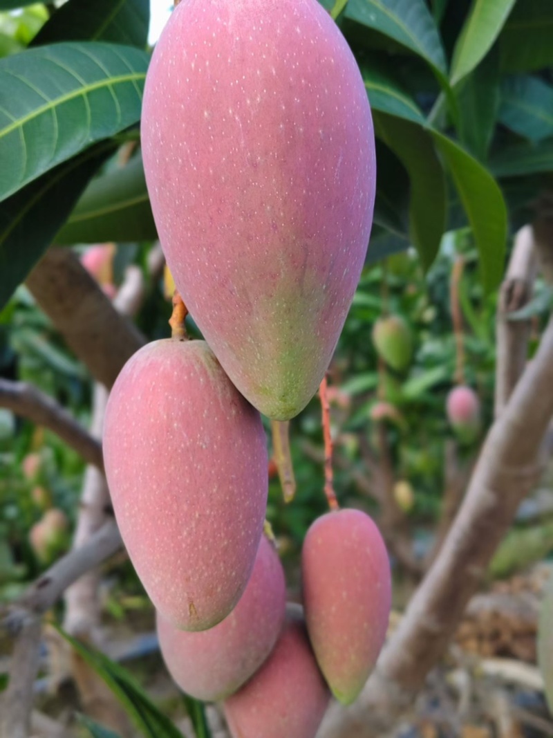贵妃芒，金煌芒，台农