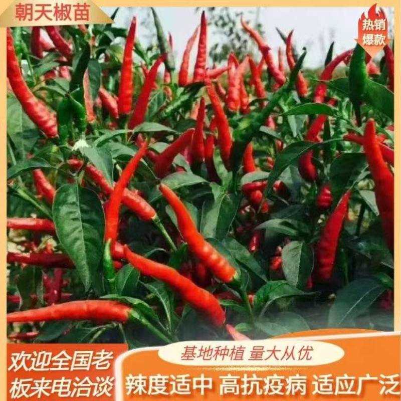 辣椒苗线椒苗，螺丝椒/小米辣，抗涝高产/签合同保回收