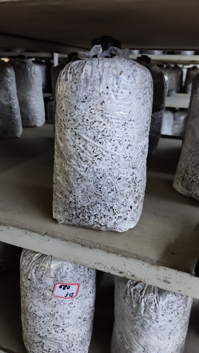平菇棉壳三级菌种，17*35袋子，重2斤左右，量大价优