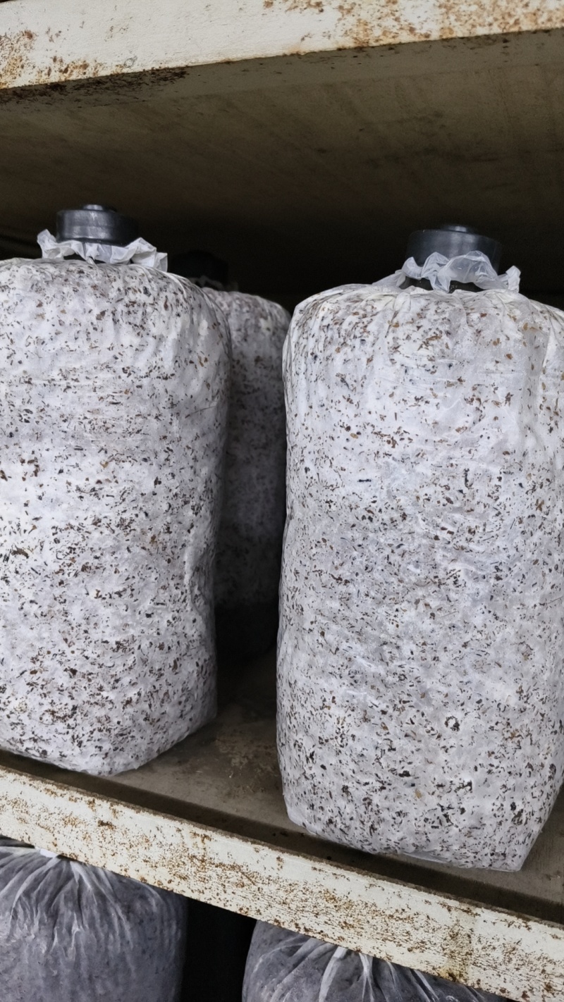 平菇棉壳三级菌种，17*35袋子，重2斤左右，量大价优