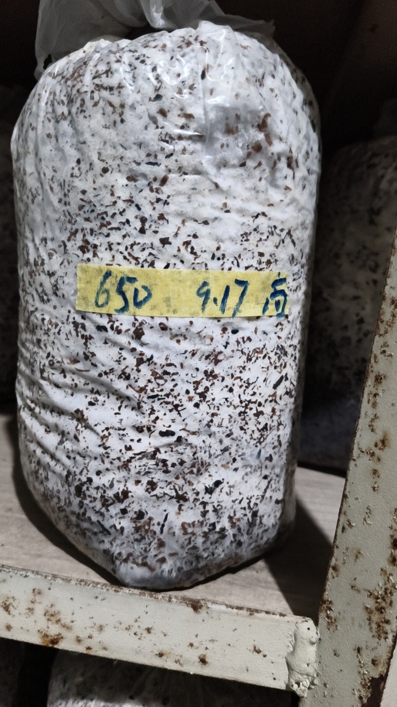 平菇棉壳三级菌种，17*35袋子，重2斤左右，量大价优
