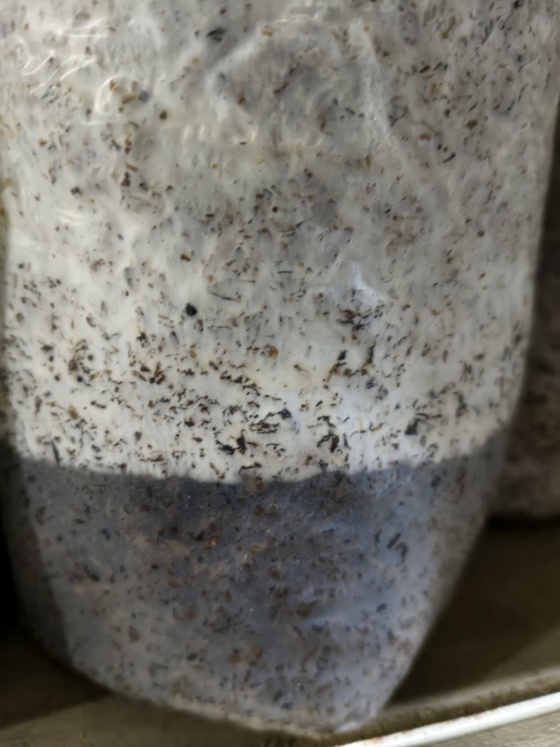 平菇棉壳三级菌种，17*35袋子，重2斤左右，量大价优