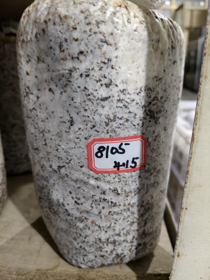 平菇棉壳三级菌种，17*35袋子，重2斤左右，量大价优