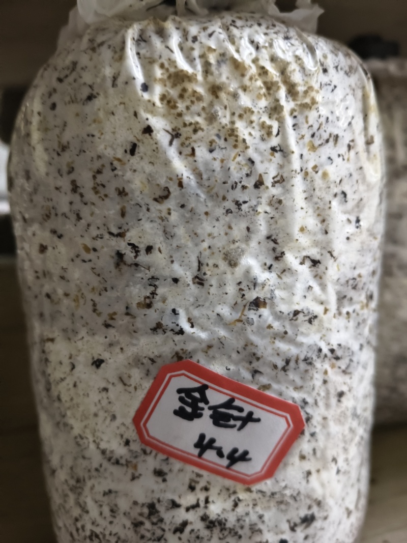 平菇棉壳三级菌种，17*35袋子，重2斤左右，量大价优