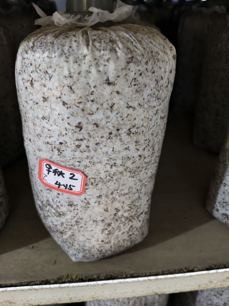 平菇棉壳三级菌种，17*35袋子，重2斤左右，量大价优