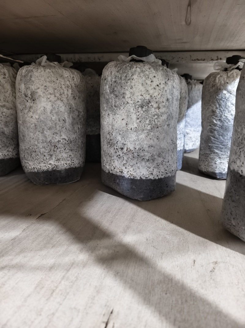 平菇棉壳三级菌种，17*35袋子，重2斤左右，量大价优