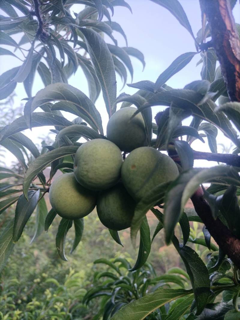 卖蜂糖李