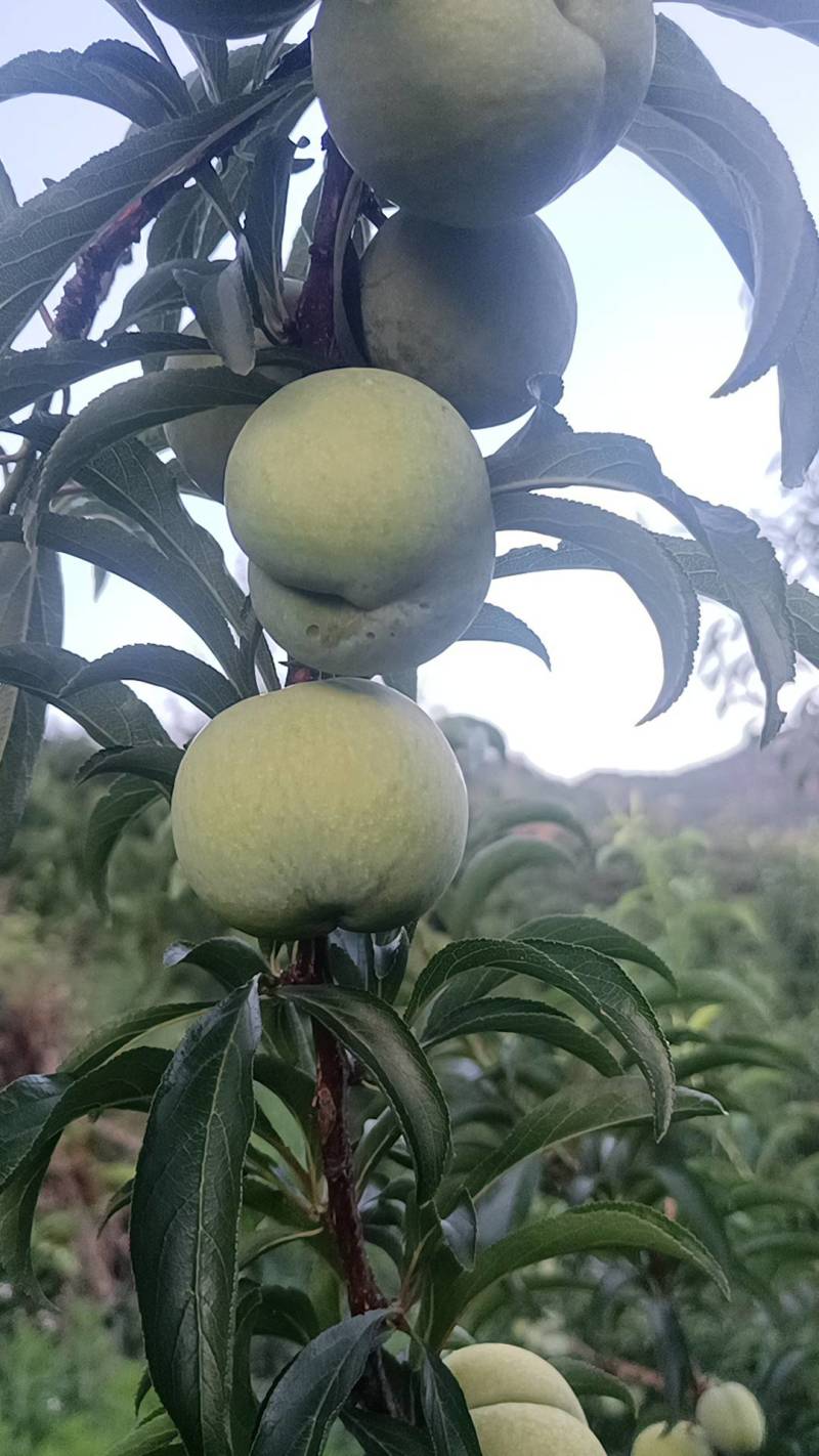 贵州六马蜂糖李