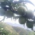 贵州六马蜂糖李