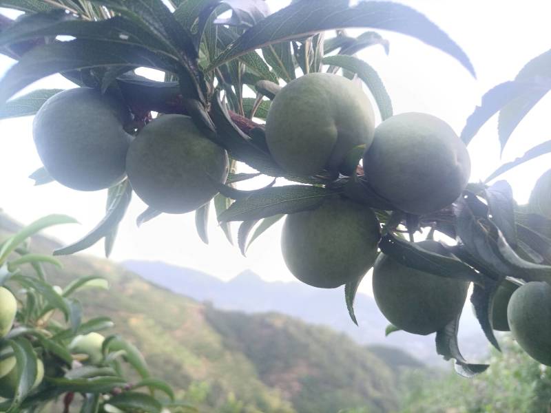 贵州六马蜂糖李