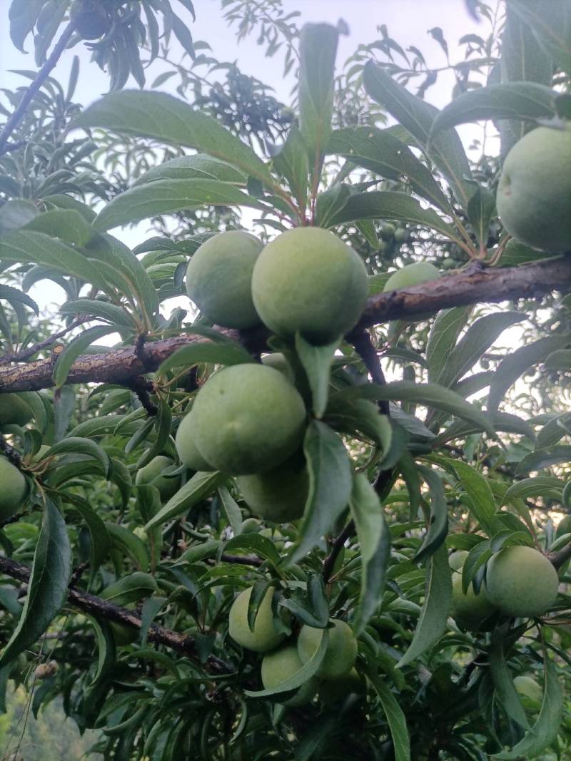 贵州六马蜂糖李