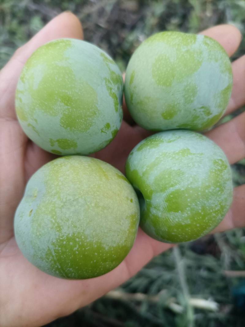 贵州六马蜂糖李
