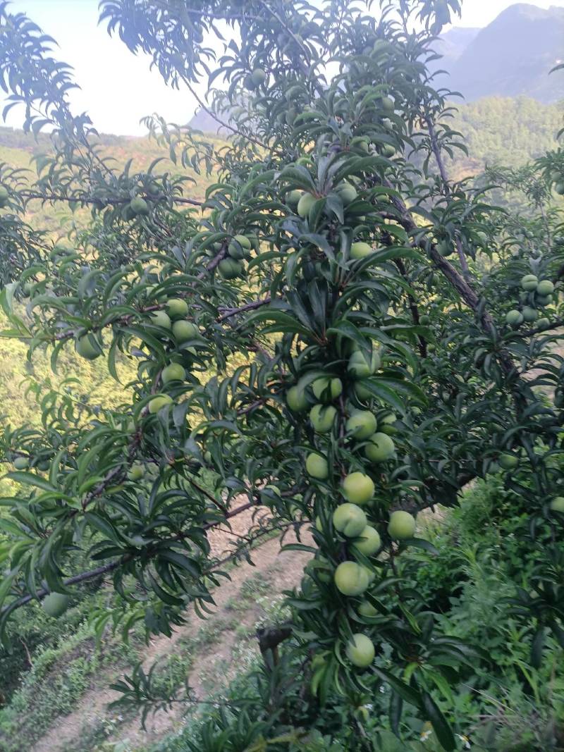 贵州六马蜂糖李
