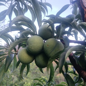 卖蜂糖李