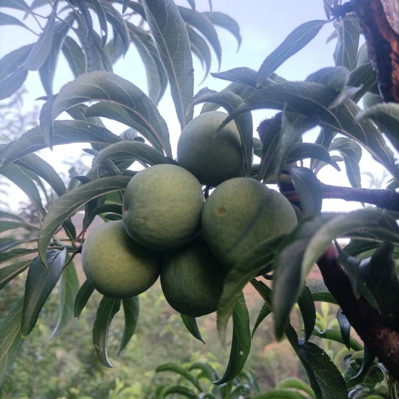 卖蜂糖李