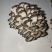 秀球菇，鲜菇，量大价优，欢迎视频看货