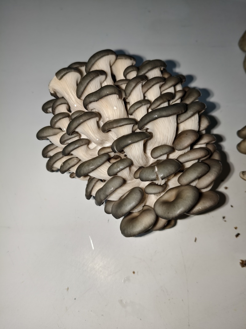 秀球菇，鲜菇，量大价优，欢迎视频看货