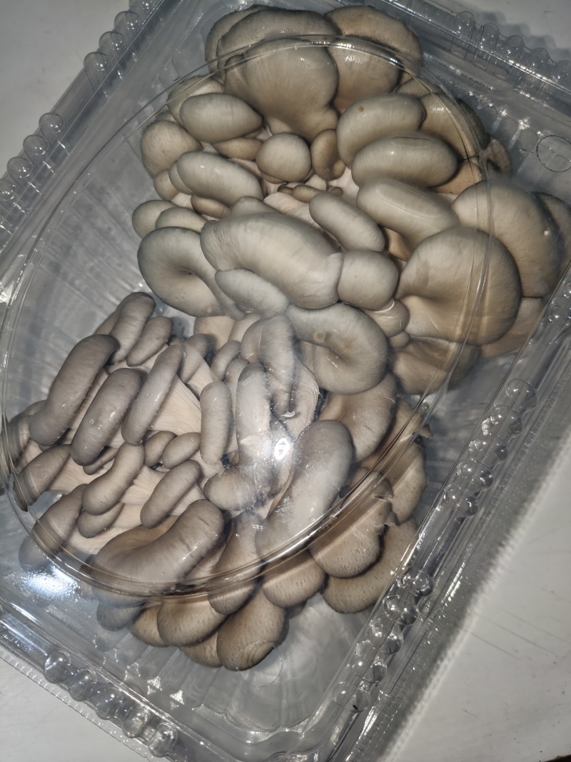秀球菇，鲜菇，量大价优，欢迎视频看货