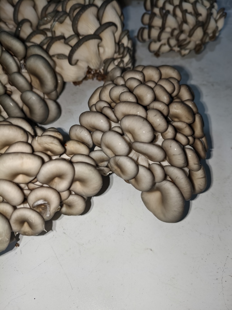 秀球菇，鲜菇，量大价优，欢迎视频看货