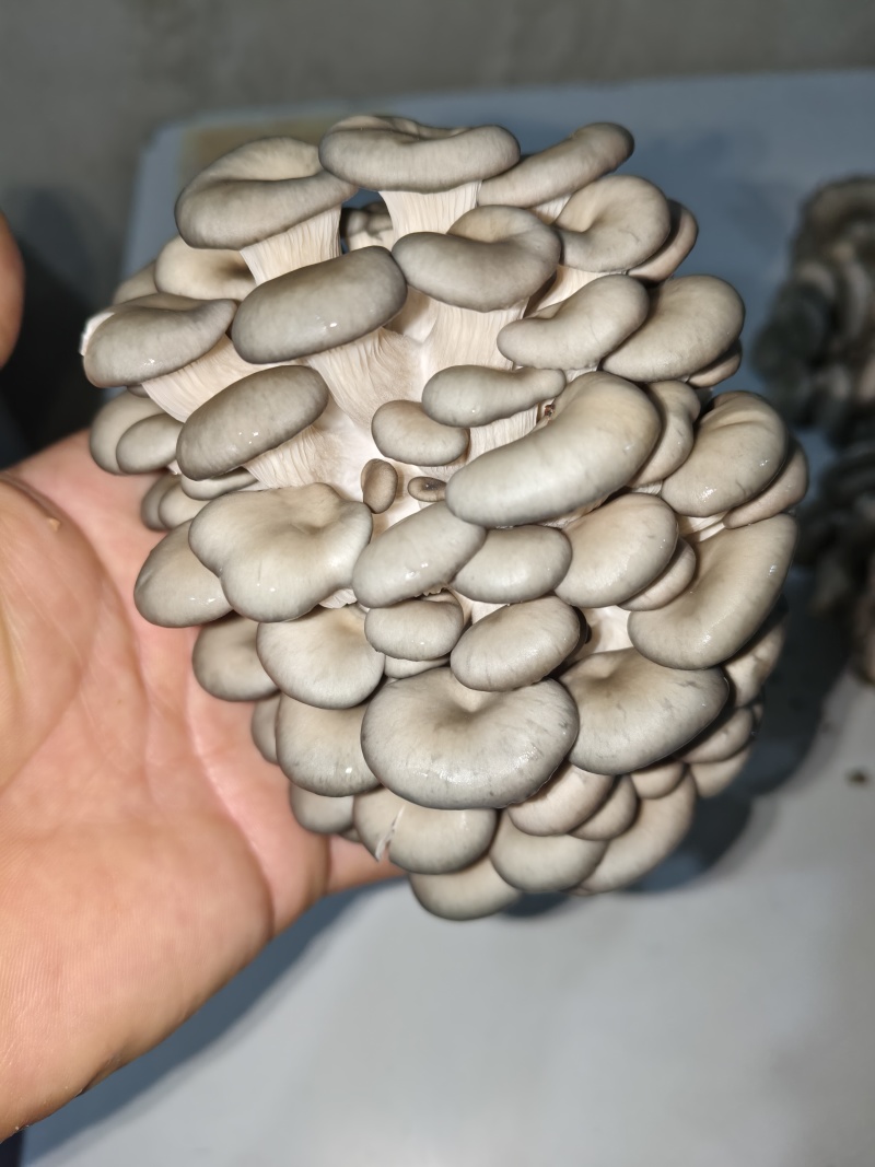秀球菇，鲜菇，量大价优，欢迎视频看货
