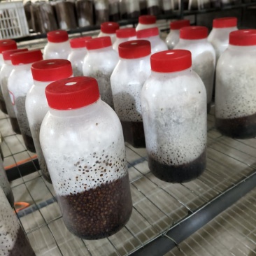 平菇谷粒菌种，瓶子800毫升，可视频看货，欢迎问价咨询