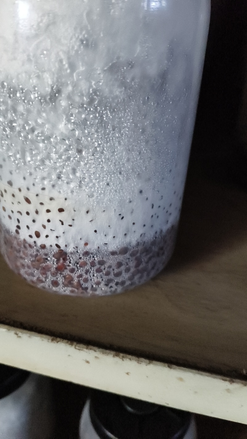 平菇谷粒菌种，瓶子800毫升，可视频看货，欢迎问价咨询