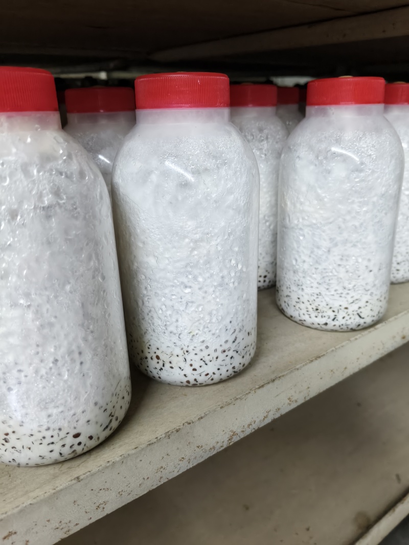 平菇谷粒菌种，瓶子800毫升，可视频看货，欢迎问价咨询