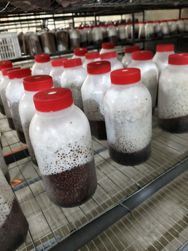 平菇谷粒菌种，瓶子800毫升，可视频看货，欢迎问价咨询