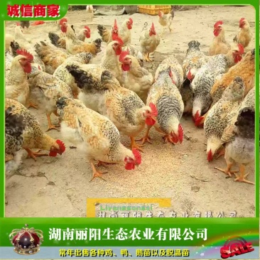 红芦花鸡苗/大种芦花鸡苗/厂家直销/提供养殖技术