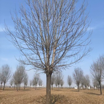 速生白蜡价格20-25公分白蜡上车价基地现挖现发