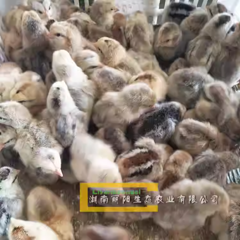 红芦花鸡苗/大种芦花鸡苗/厂家直销/提供养殖技术