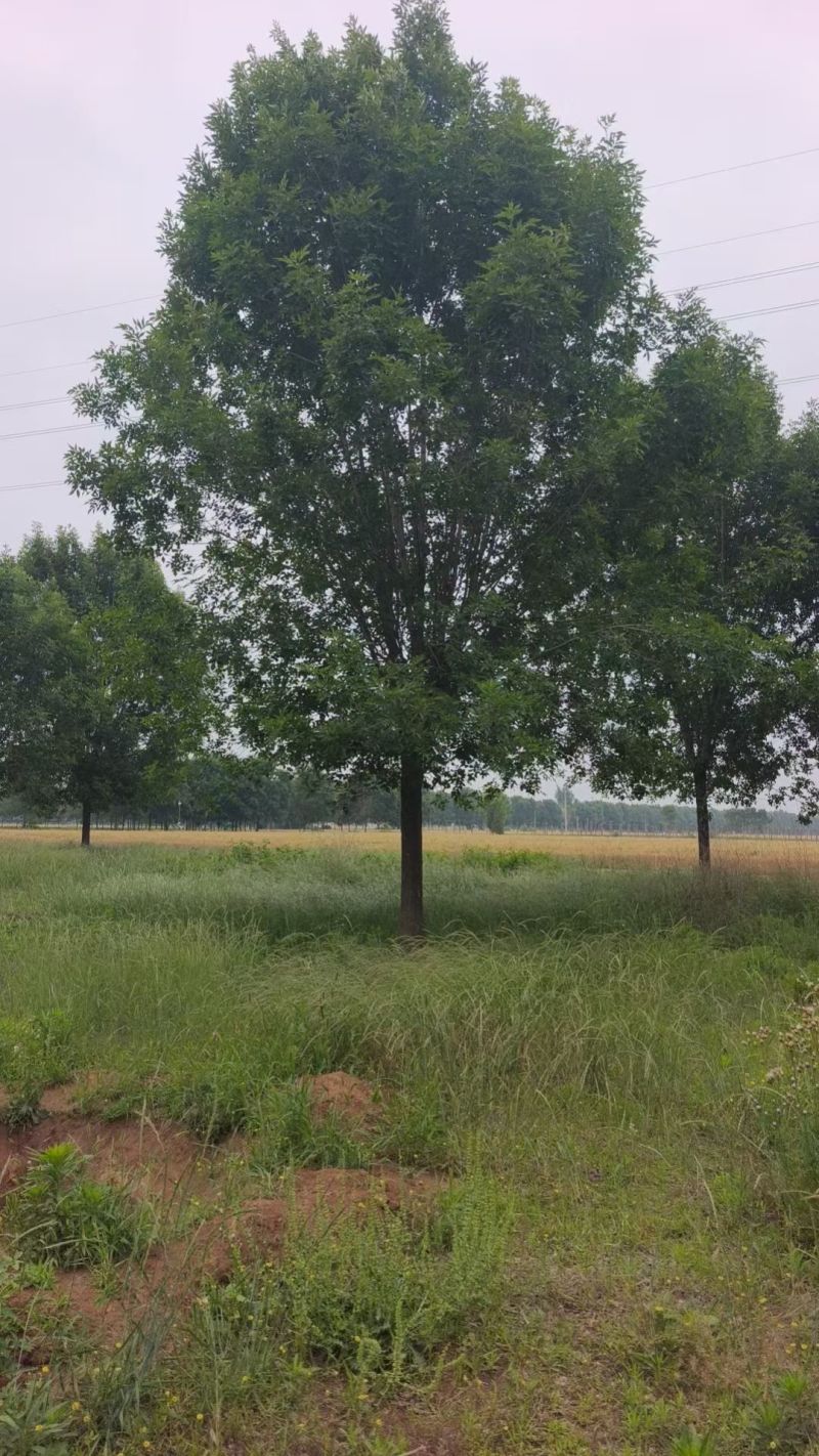 速生白蜡价格20-25公分白蜡上车价基地现挖现发