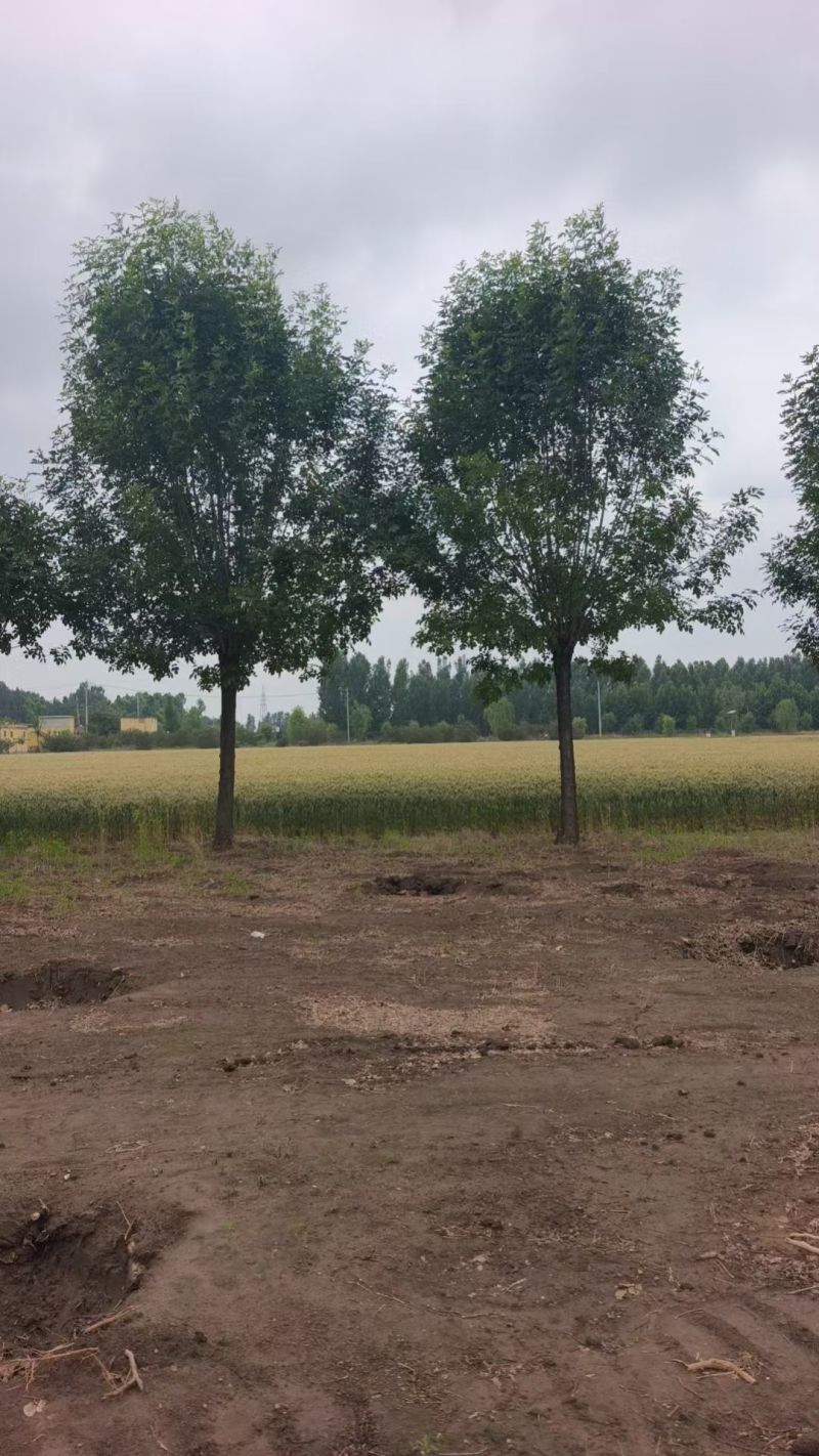 速生白蜡价格20-25公分白蜡上车价基地现挖现发